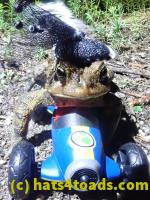 /home//u458753944/public_html/sourcegallery//Roxborough Toad Detour/2022/2022-04-14 and 04-13/P4141016.JPG